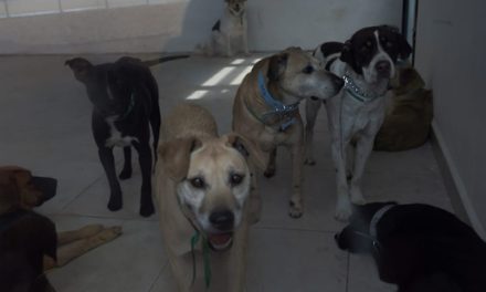 Asume el Gobierno de la Ciudad de México un reto para el que no estaba preparado con el Refugio Franciscano: Movimiento Ciudadano