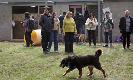 Diputados comprueban buena atención a perros rescatados del Refugio Franciscano