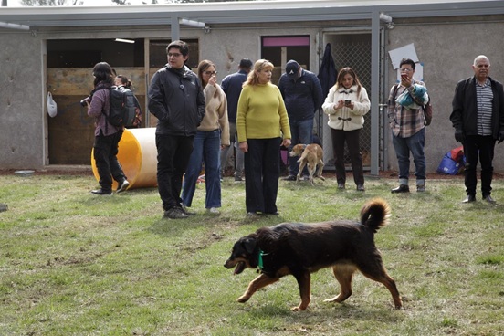 Diputados comprueban buena atención a perros rescatados del Refugio Franciscano