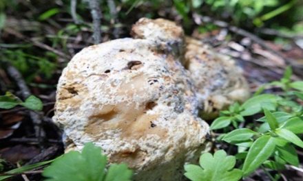 Mujeres rurales, guardianas del conocimiento ecológico: ciencia y tradición se unen desde Chapingo para proteger los bosques de México